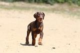 DOBERMANN 871